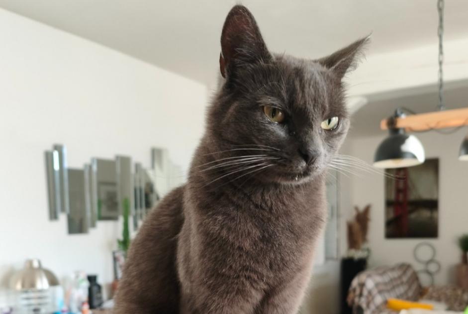 Vermisstmeldung Katze Weiblich , 2 jahre Lassigny Frankreich Vermisstmeldung Katze Weiblich , 2 jahre Lassigny Frankreich