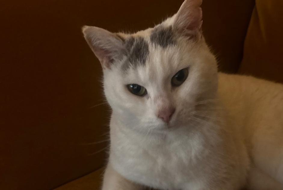 Discovery alert Cat Unknown Paris France