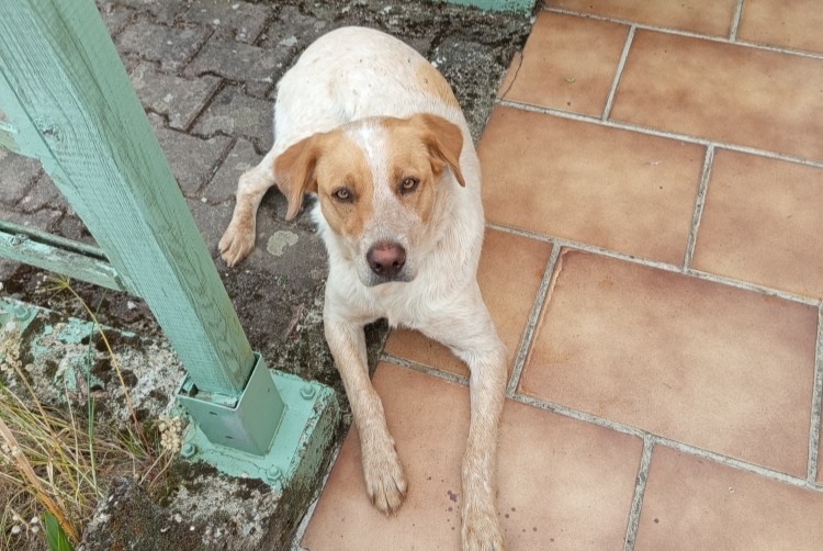 Alerta de Hallazgo Perro cruce Hembra Porcaro Francia