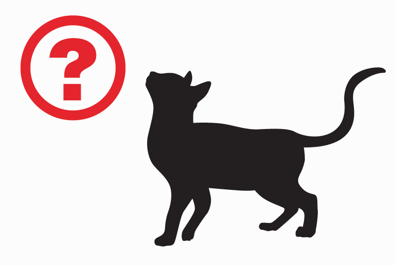 Discovery alert Cat miscegenation Unknown Saint-Aubin-de-Cadelech France Discovery alert Cat miscegenation Unknown Saint-Aubin-de-Cadelech France
