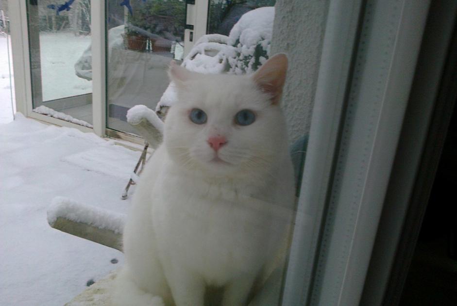 Avviso scomparsa Gatto  Maschio , 15 anni Tracy-le-Val Francia