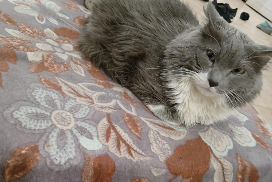 Alerta desaparecimento Gato Macho , 8 anos Annemasse France