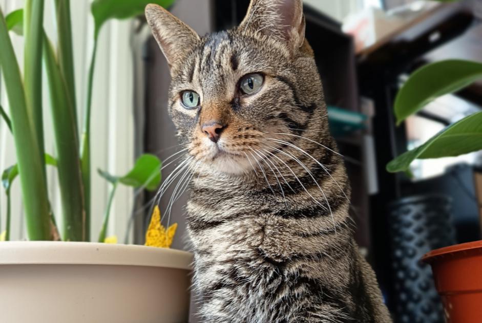Alerta desaparecimento Gato Macho , 9 anos Bron France Alerta desaparecimento Gato Macho , 9 anos Bron France